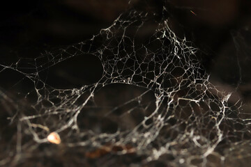 Spider web in nature. Nature background.