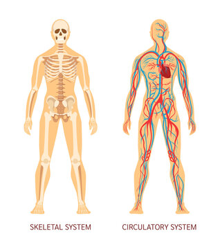 Human body system. Human body skeleton and system of blood vessels with arteries, veins. Cartoon vector