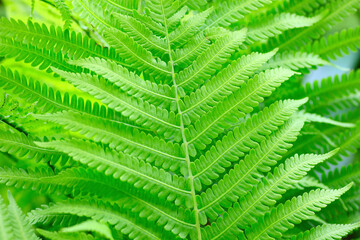クローズアップのシダの葉