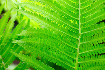 クローズアップのシダの葉