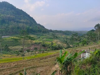 Naklejka premium View of rice fields in Selogriyo
