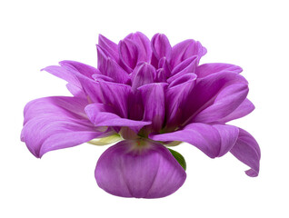 Dahlia flower, Purple dahlia flower isolated on white background, with clipping path