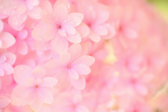 クローズアップしたピンク色のアジサイ © Paylessimages