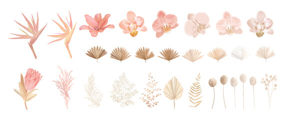 Elegant dry protea flower, tropic palm, pale orchid, eucalyptus, dried tropical leaves, floral elements