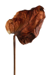 Flamingo flower, Dried Anthurium flower isolated on white background, with clipping path