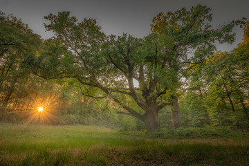 Große alte Eiche im Sonnenuntergang