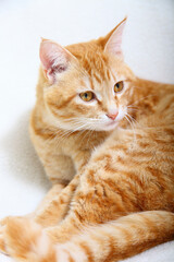 ソファでリラックスする茶トラ猫