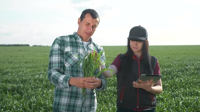 agriculture teamwork. happy family couple work as a team in a cap studying the crop eco smart farming with digital tablet. man and lifestyle girl red farmers neck workers working in a field harvesting