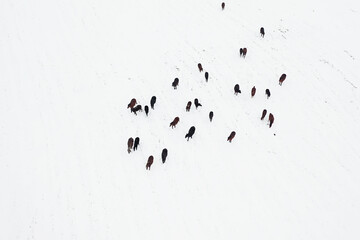 horse herd in winter field top view
