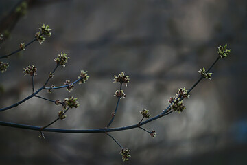 branches of young green leaves and buds, seasonal background, april march landscape in the forest