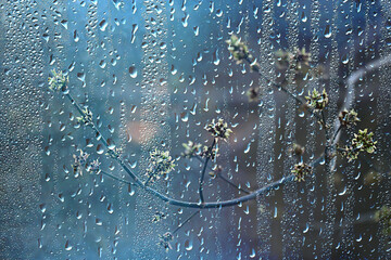 spring rain in the forest, fresh branches of a bud and young leaves with raindrops