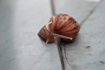 Snail walking on the gray background after the rain,little animal fighting in city