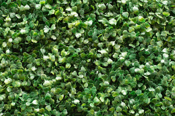 Close up of  green artificial plants on the wall. For decorative concept. Gardening concept
