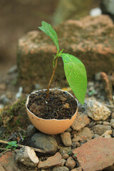 Young greens grown in the eggshell