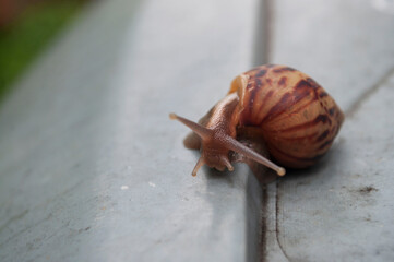 Snail walking on the gray background after the rain,little animal fighting in city