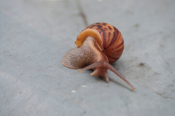 Snail walking on the gray background after the rain,little animal fighting in city