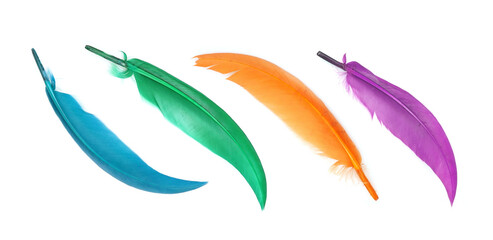 Bright multicoloured bird feather isolated on white background