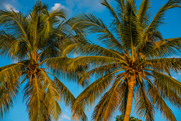 Fototapeta na wymiar coconut tree, Perhentian Island, Malaysia