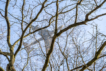 Obraz premium Airplane framed by tree