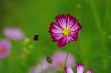 コスモス