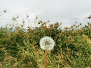 Dandelion plant, reeds and sky in the background.