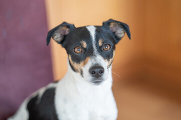 Brown, black and white Jack Russell Terrier dog, part of body, against a multicolored background, copy space