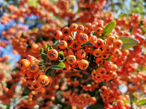 The pyracantha plant looks great with its orange color.