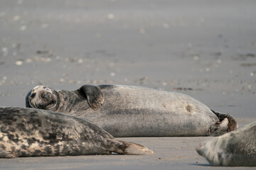 Wild Grey lazy seal colony on the beach at Dune, Germany. Group with various shapes and sizes of gray seal