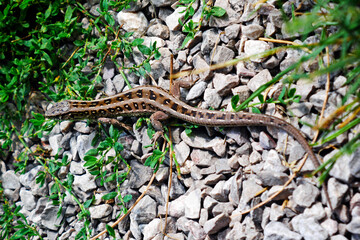 lizard on the rock