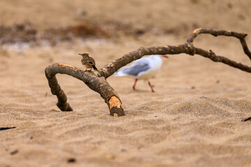 Seagull on Koral beach, Tsarevo, Bulgaria - obrazy, fototapety, plakaty