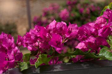 The Beautiful Pink Bougainvillea on The Balcony  Greece Athens