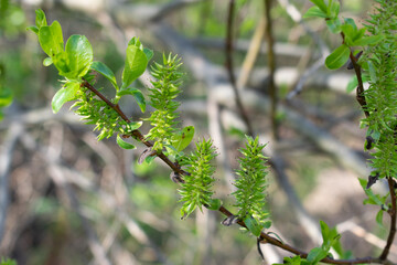 Salix aurita sprig buds are born