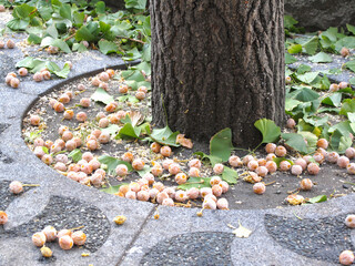 歩道に落ちた銀杏の実