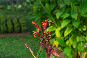 red exotic flower in nature
