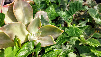 多肉植物　エケベリア