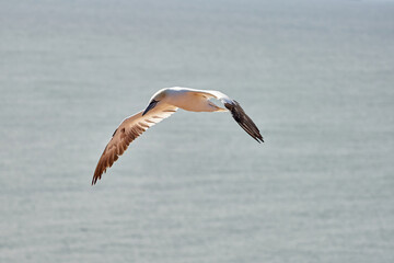 Fototapeta na wymiar A single white and yellow gannet flies through the sky, blue, gray sea in background