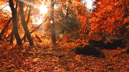 The rays of the sun break through the branches in the forest in the autumn morning.