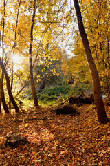 Yellow leaves lie on the ground in the forest in the autumn morning.