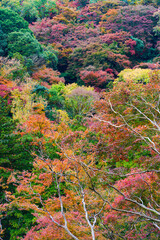 Maple leaf, red orange green in forest park