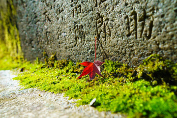 Red maple leaf and stone wall