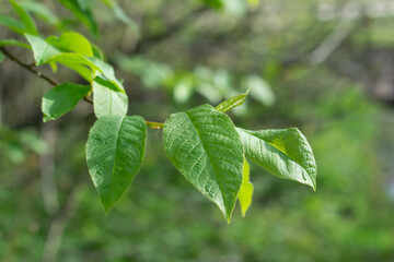 Small, fresh and young leaves on the tree