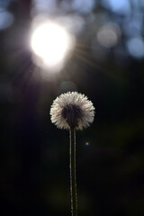 dandelion in the rays of the sun on a black background