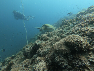 Submarinista observando tortuga marina 