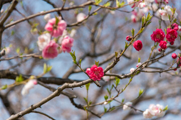 Fototapeta na wymiar Red and white plum blossom