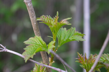 Young leaves of viburnum bloom in the spring