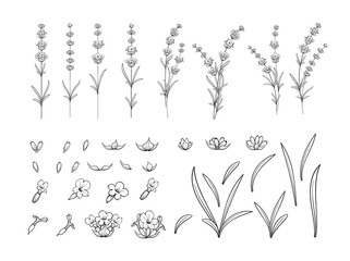 Hand drawn design elements lavender in sketch style. © Kotkoa