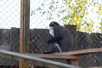 The De Brazza's monkey (Cercopithecus neglectus) is an Old World monkey endemic to the wetlands of central Africa. De Brazza's monkey (Cercopithecus neglectus) at the zoo.
