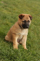 a small puppy dog sitting in the hall