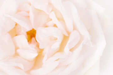 Lovely pink rose close up, macro photo