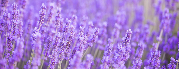 Lavender bushes closeup on sunset.